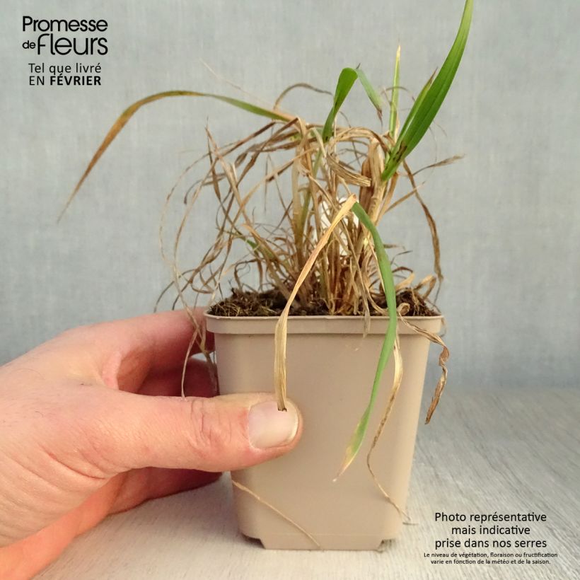 Hystrix patula Vasetto da 8/9 cm esemplare consegnato in inverno