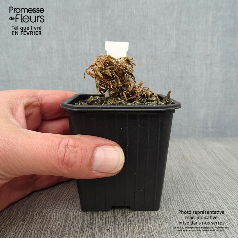 Iberis Absolutely Amethyst - Iberide rossa Vasetto da 8/9 cm esemplare consegnato in inverno