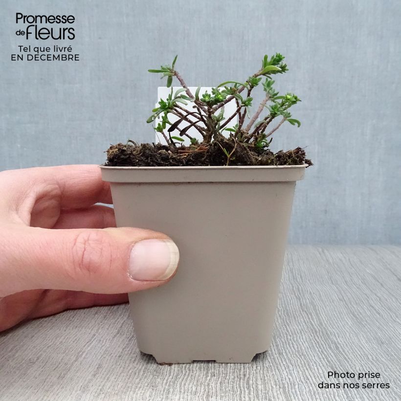 Iberis sempervirens Snowflake - Iberide sempreverde Vasetto da 8/9 cm esemplare consegnato in inverno