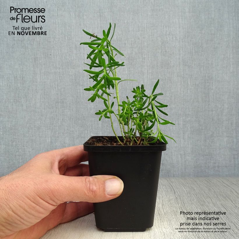 Esemplare di Iberis sempervirens - Iberide sempreverde Vasetto da 8/9 cm come consegnato in autunno