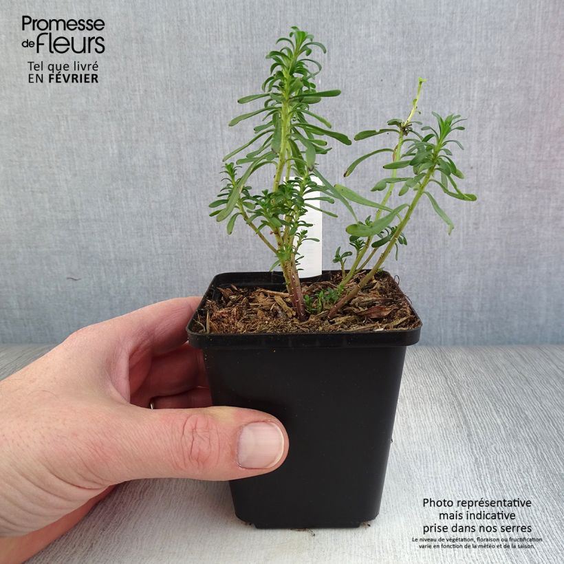 Iberis sempervirens - Iberide sempreverde Vasetto da 8/9 cm esemplare consegnato in inverno