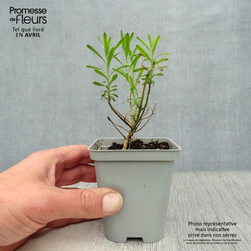 Iberis sempervirens - Iberide sempreverde Vasetto da 8/9 cm esemplare consegnato in primavera