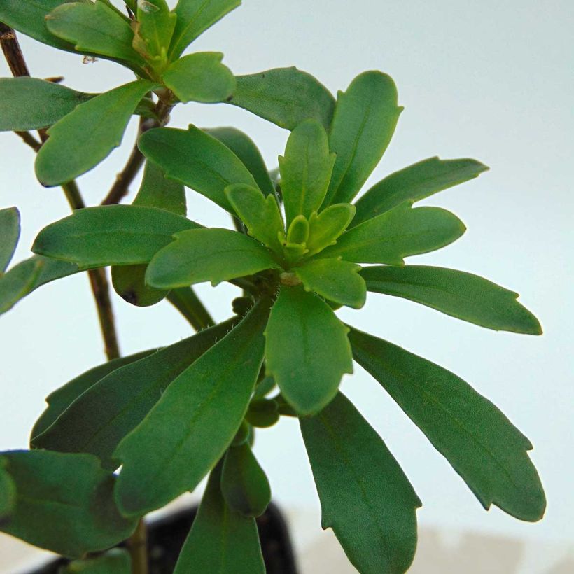 Iberis sempervirens Masterpiece - Iberide sempreverde (Fogliame)