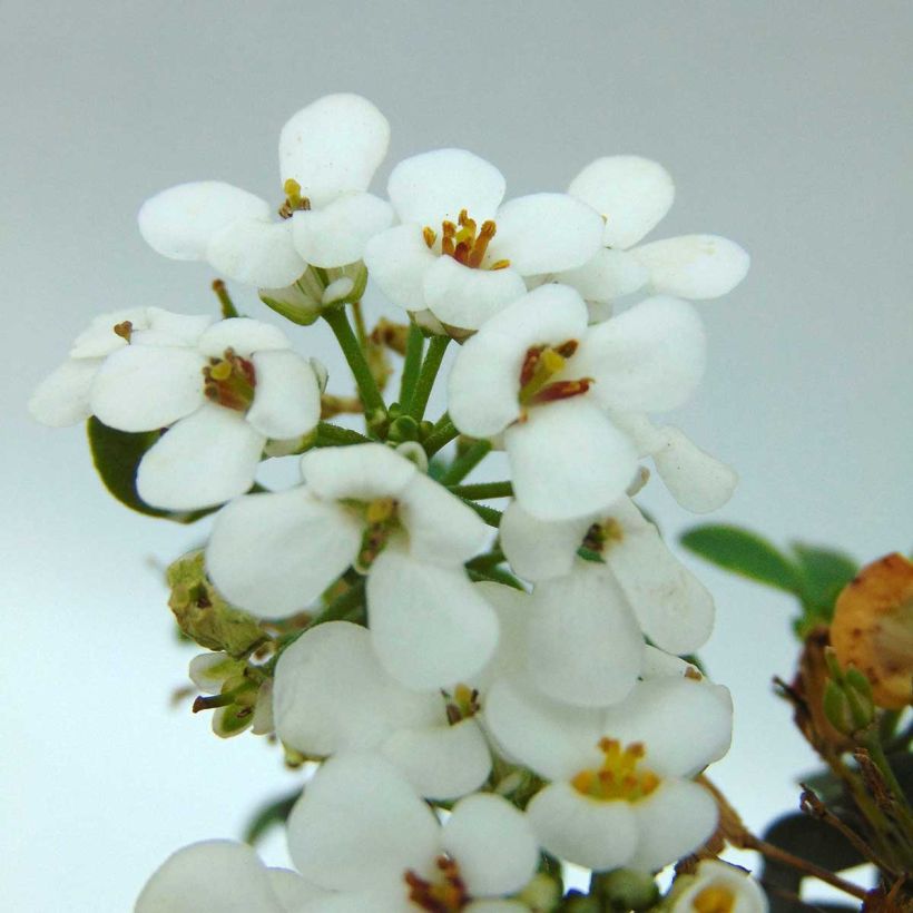 Iberis sempervirens Masterpiece - Iberide sempreverde (Fioritura)
