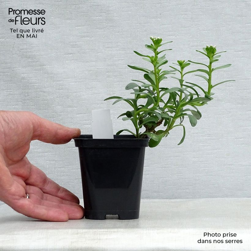 Iberis sempervirens Masterpiece - Iberide sempreverde Vasetto da 8/9 cm esemplare consegnato in primavera