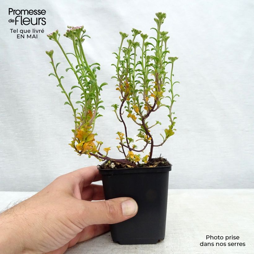 Iberis sempervirens Pink Ice - Iberide sempreverde Vasetto da 8/9 cm esemplare consegnato in primavera