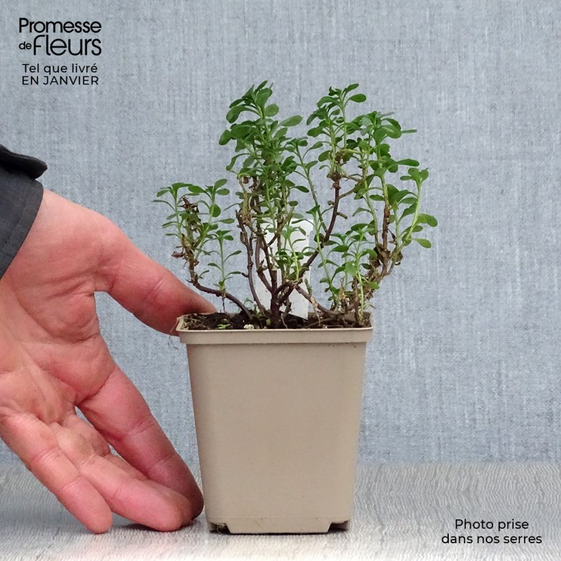 Iberis sempervirens Pink Ice - Iberide sempreverde Vasetto da 8/9 cm esemplare consegnato in inverno