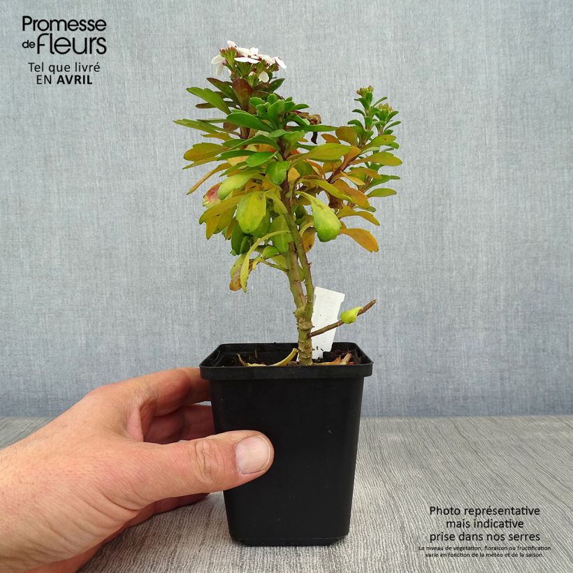 Iberis sempervirens Weisser Zwerg - Iberide sempreverde Vasetto da 8/9 cm esemplare consegnato in primavera