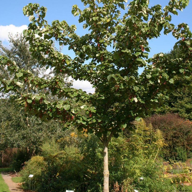 Idesia polycarpa var. vestita (Porto)
