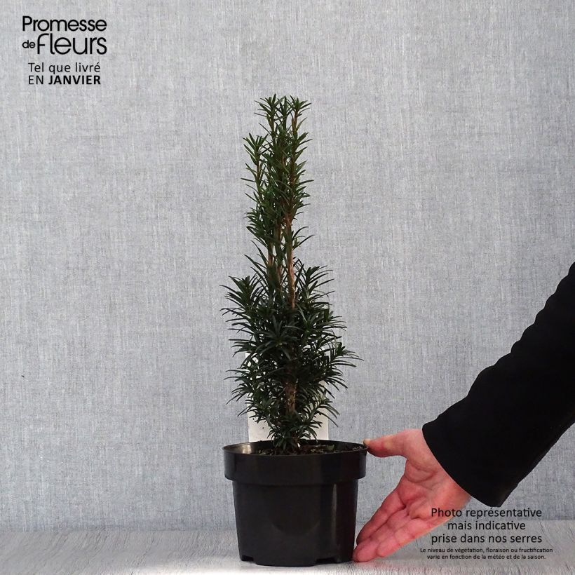 Taxus baccata fastigiata Black Tower - Tasso comune Vaso da 2L/3L esemplare consegnato in inverno