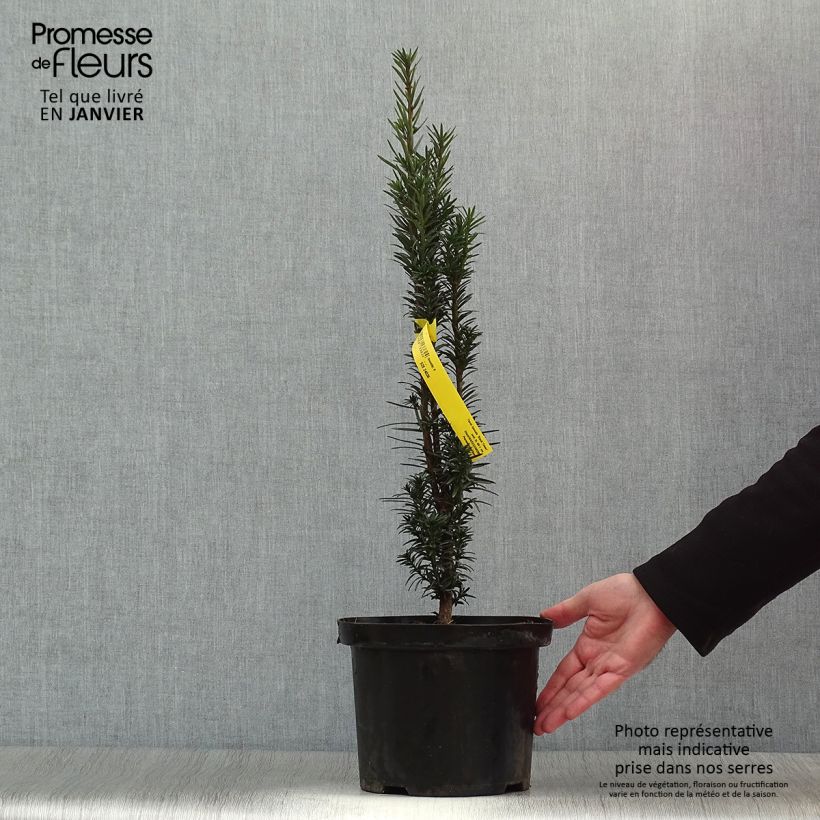 Taxus baccata fastigiata Black Tower - Tasso comune Vaso da 4L/5L esemplare consegnato in inverno