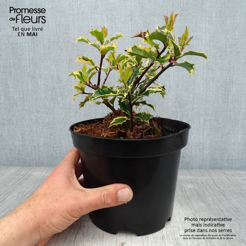 Ilex aquifolium Madame Briot - Agrifoglio variegato Vaso da 3L/4L esemplare consegnato in primavera