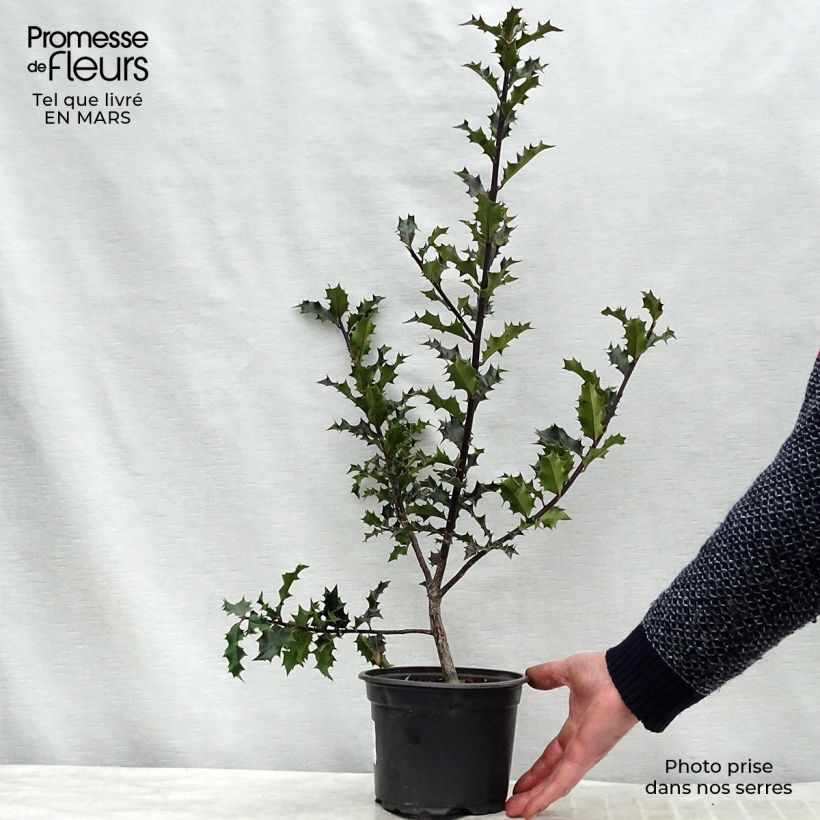Ilex aquifolium - Agrifoglio Vaso da 2L/3L esemplare consegnato in inverno