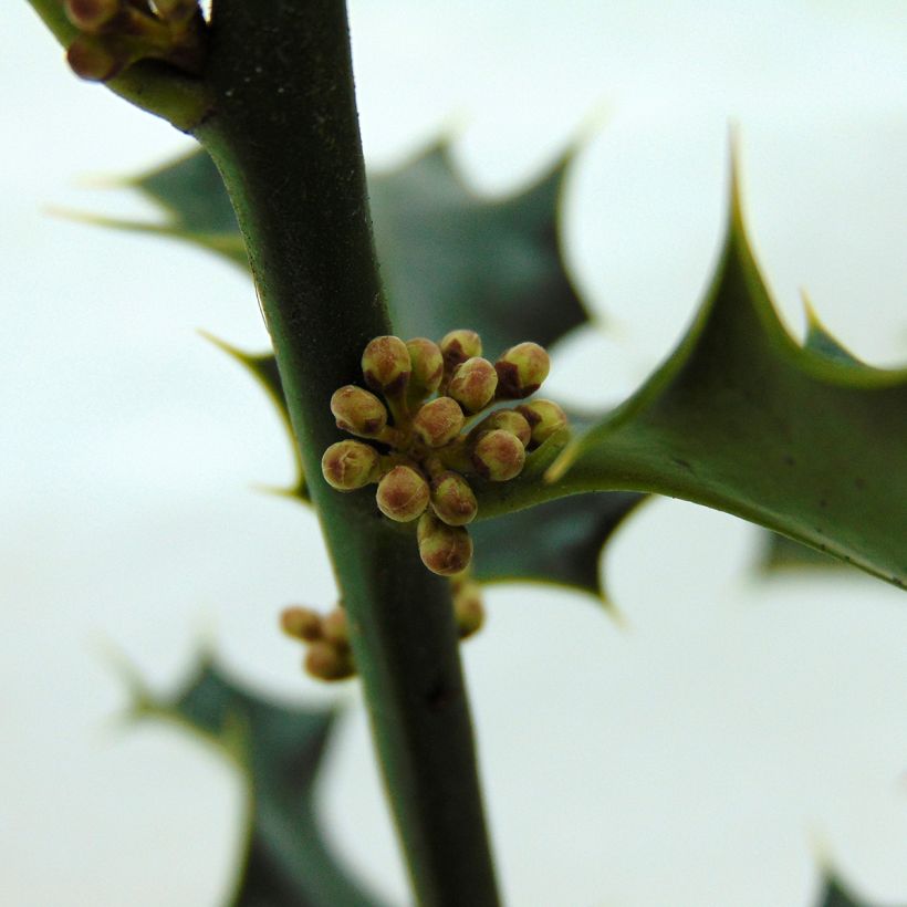Ilex aquifolium - Agrifoglio (Fioritura)