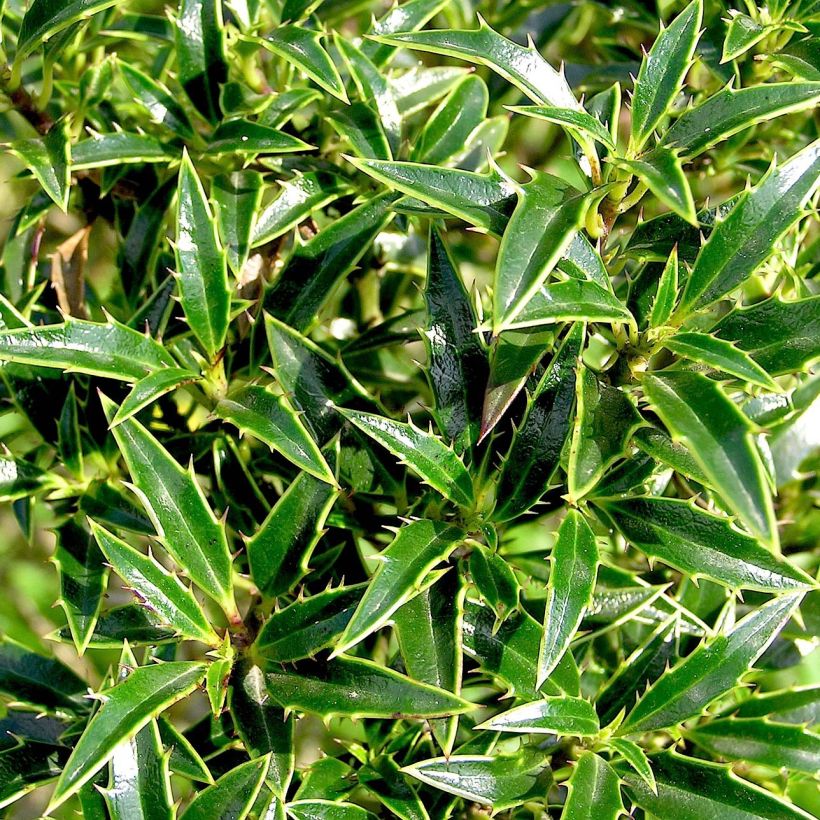 Ilex aquifolium Myrtifolia - Agrifoglio (Fogliame)