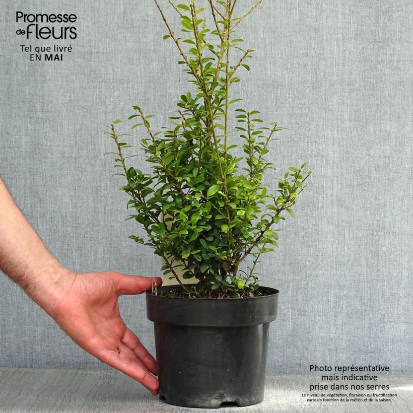 Ilex crenata Caroline Upright - Agrifoglio giapponese Vaso da 2L/3L esemplare consegnato in primavera