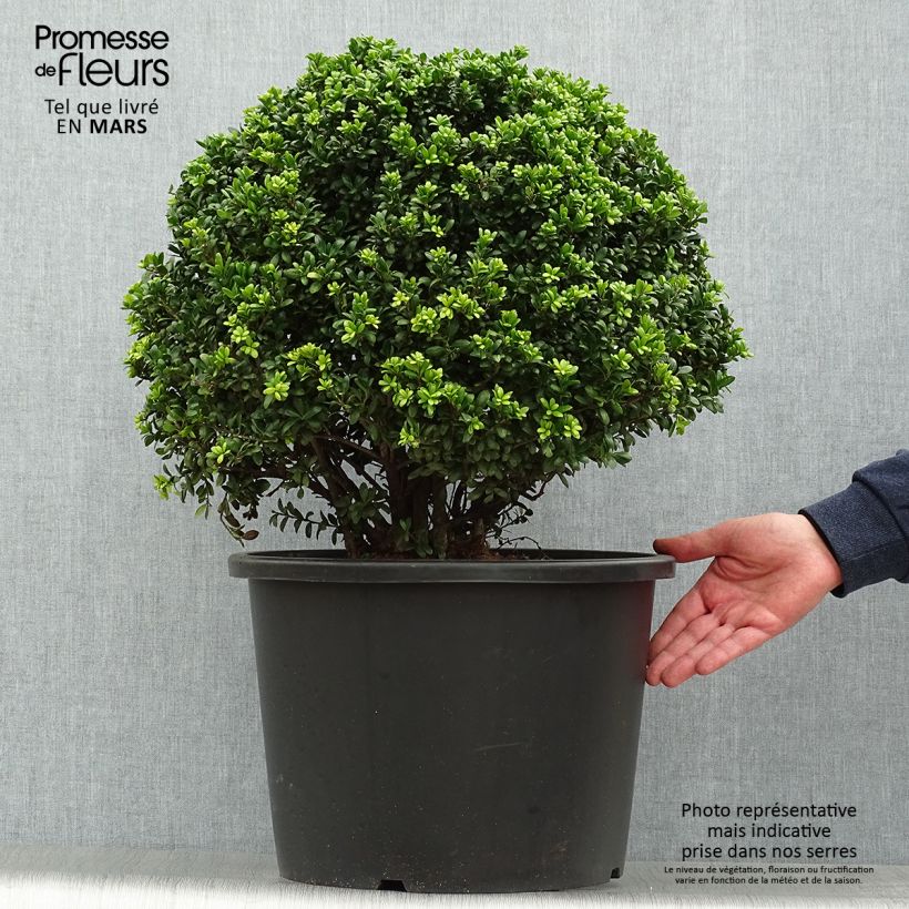 Ilex crenata Convexa (palla) - Agrifoglio giapponese Vaso da 7,5L/10L, Palla esemplare consegnato in primavera