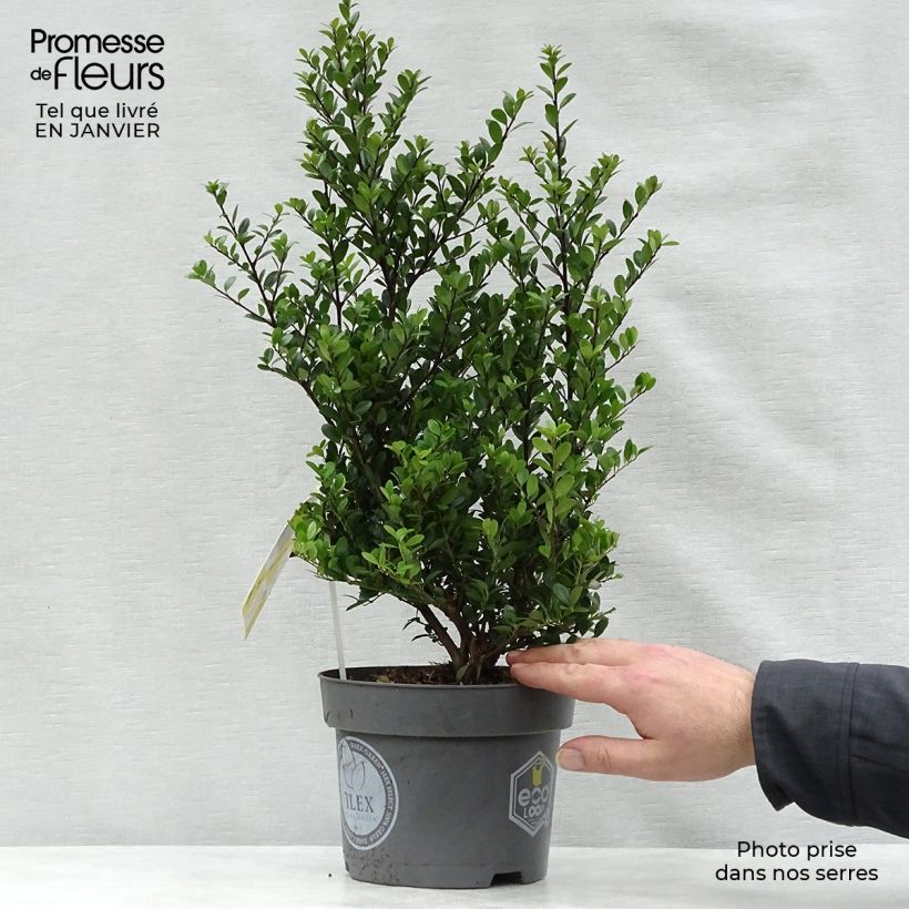 Ilex crenata Dark Green - Agrifoglio giapponese Vaso da 2L/3L esemplare consegnato in inverno