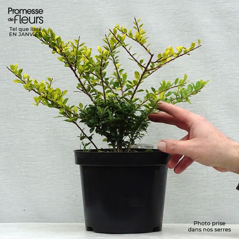 Ilex crenata Golden Gem - Agrifoglio giapponese Vaso da 2L/3L esemplare consegnato in inverno
