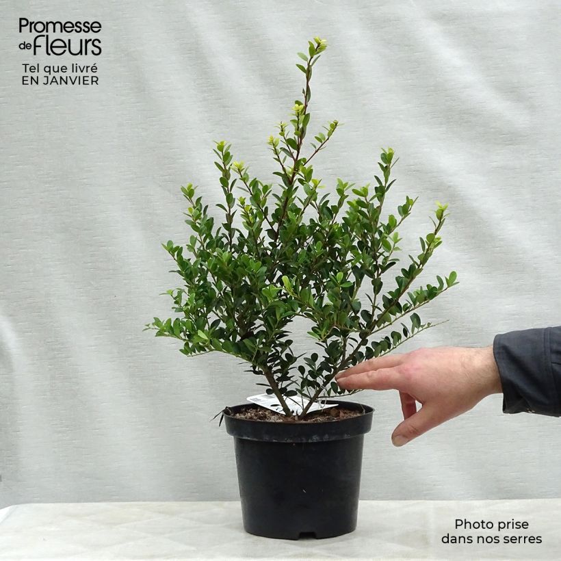 Ilex crenata Green Hedge - Agrifoglio giapponese Vaso da 2L/3L esemplare consegnato in inverno
