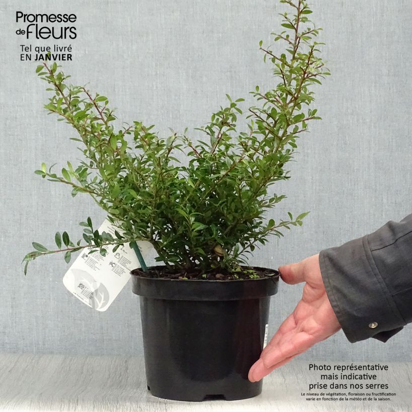 Ilex crenata Stokes - Agrifoglio giapponese Vaso da 2L/3L esemplare consegnato in inverno