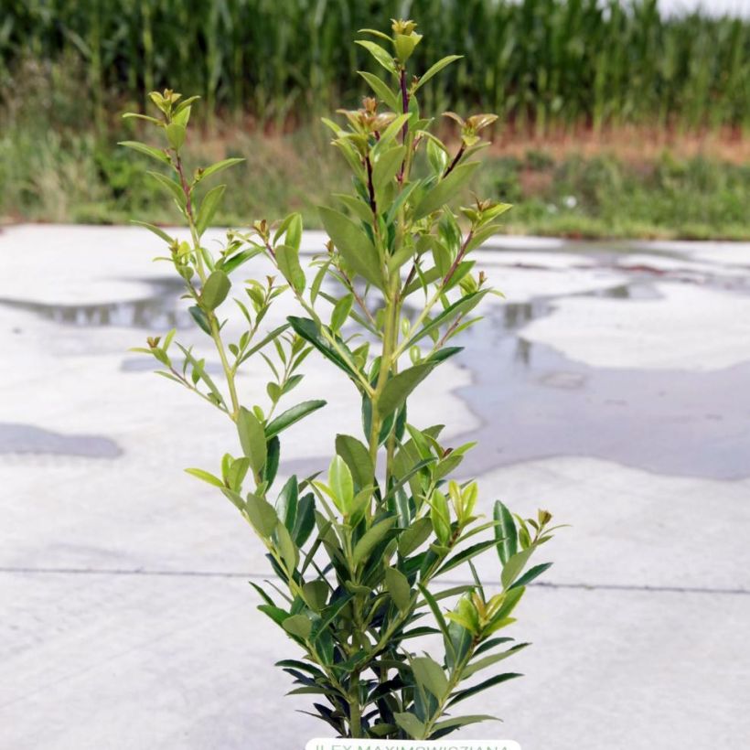 Ilex maximowicziana Kanehirae - Agrifoglio (Porto)