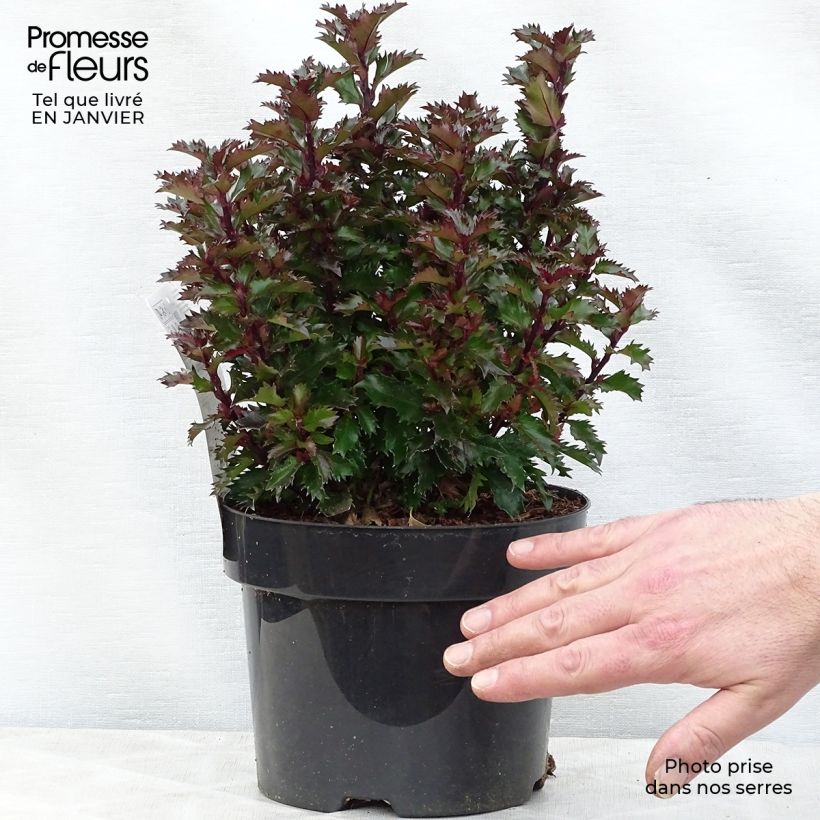 Ilex meserveae Little Rascal - Agrifoglio Vaso da 3L/4L esemplare consegnato in inverno