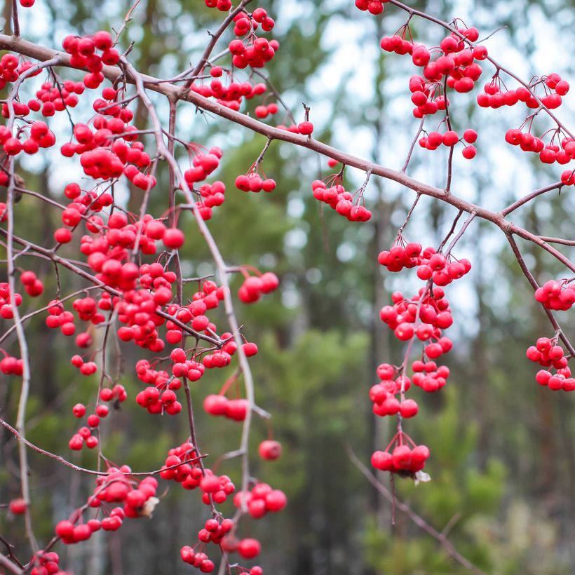 Ilex verticillata - Agrifoglio (Raccolta)