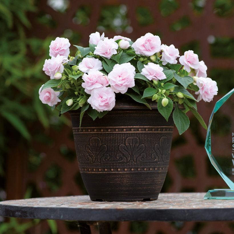 Impatiens walleriana double Glimmer Appleblossom - Fiore di vetro (Porto)