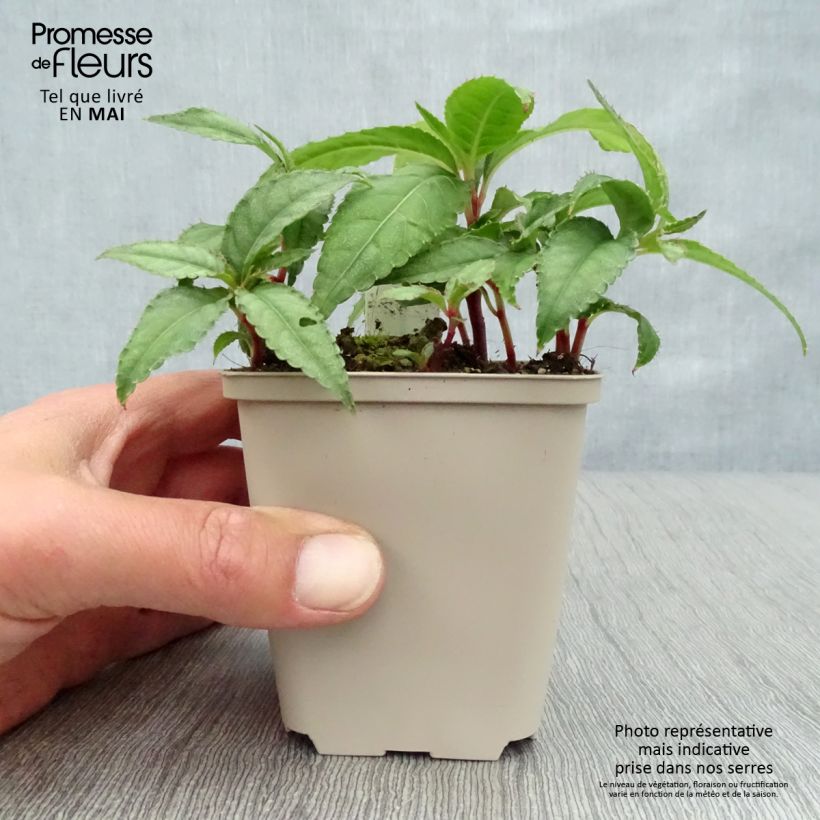 Impatiens omeiana Ice Storm Vasetto da 8/9 cm esemplare consegnato in primavera