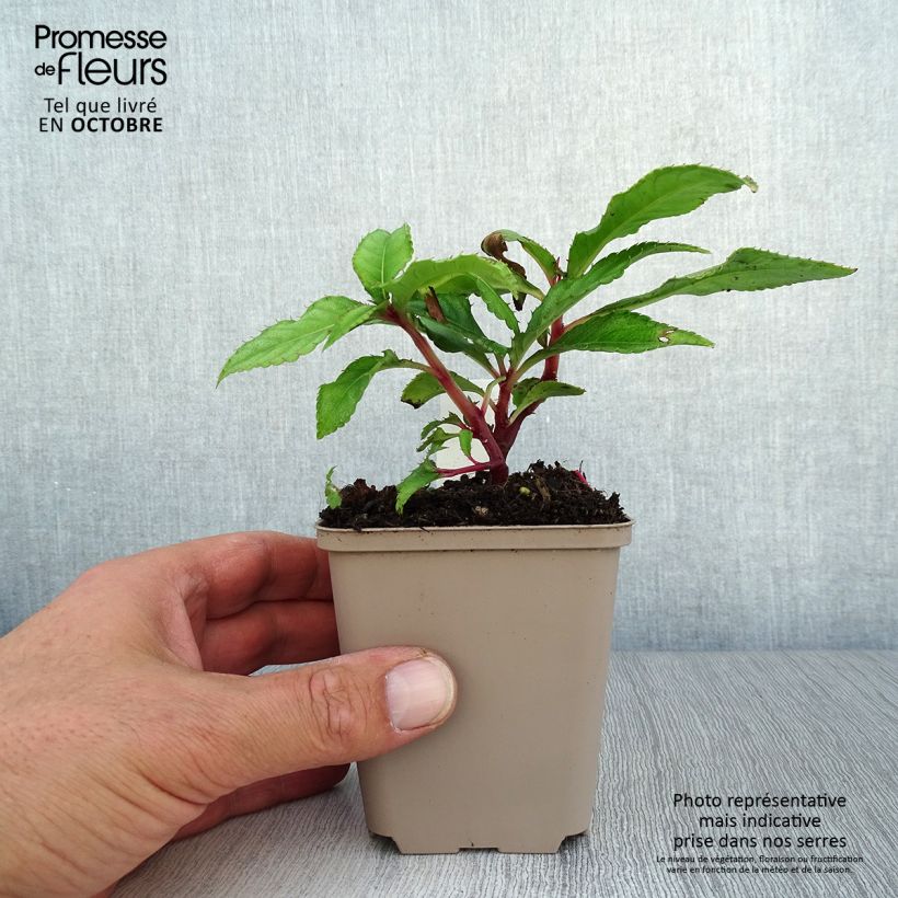 Esemplare di Impatiens omeiana Ice Storm Vasetto da 8/9 cm come consegnato in autunno