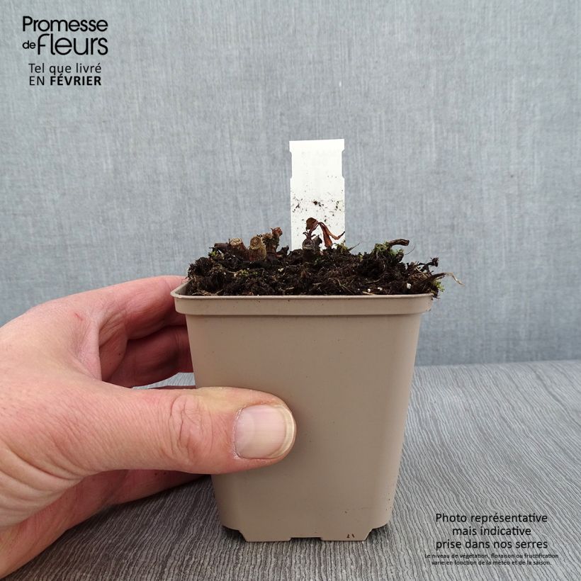 Impatiens omeiana Ice Storm Vasetto da 8/9 cm esemplare consegnato in inverno