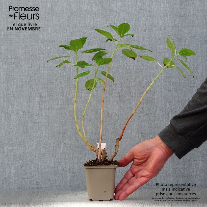 Esemplare di Impatiens tinctoria Vasetto da 8/9 cm come consegnato in autunno
