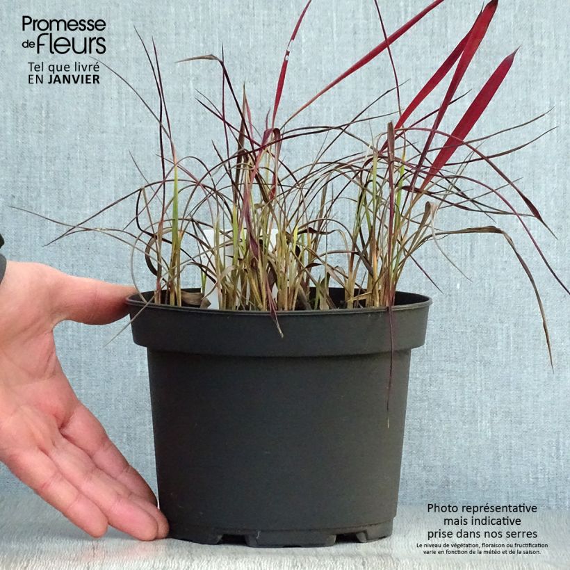 Imperata cylindrica Red Baron Vaso da 2L/3L esemplare consegnato in inverno