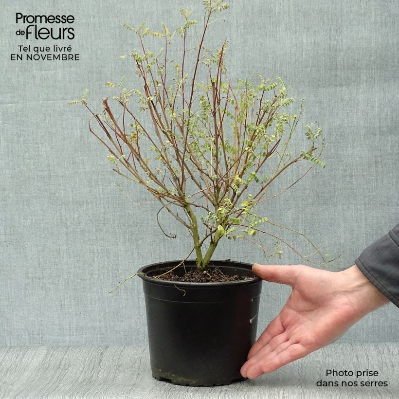 Esemplare di Indigofera heterantha - Indaco da giardino Vaso da 2L/3L come consegnato in autunno