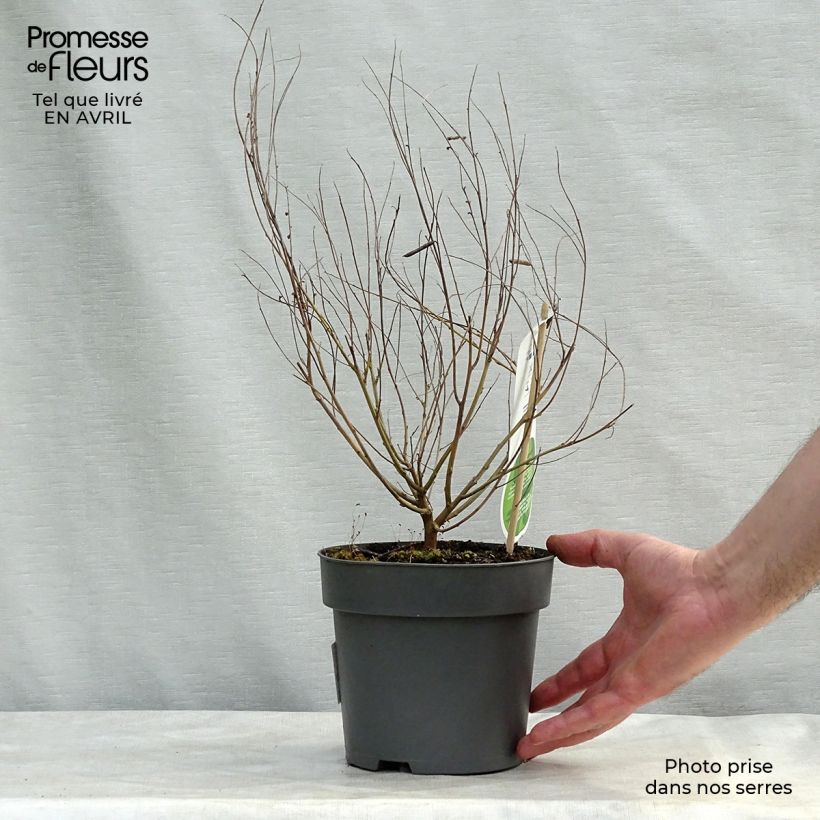 Indigofera heterantha - Indaco da giardino Vaso da 2L/3L esemplare consegnato in primavera