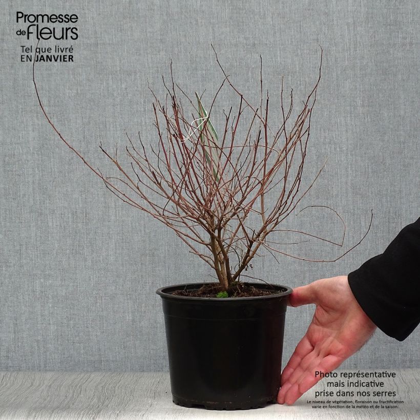 Indigofera heterantha - Indaco da giardino Vaso da 2L/3L esemplare consegnato in inverno