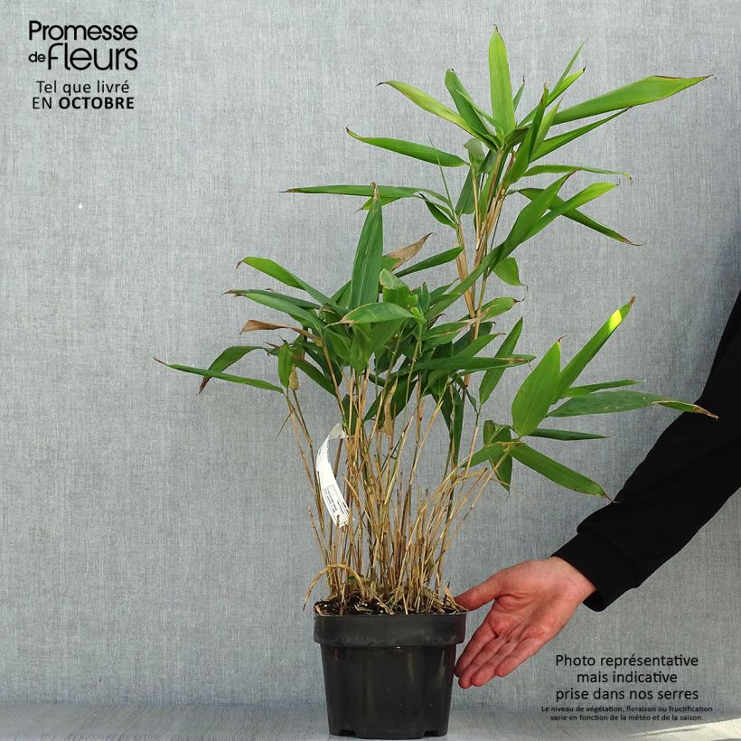 Esemplare di Indocalamus latifolius - Bambù Vaso da 2L/3L come consegnato in autunno