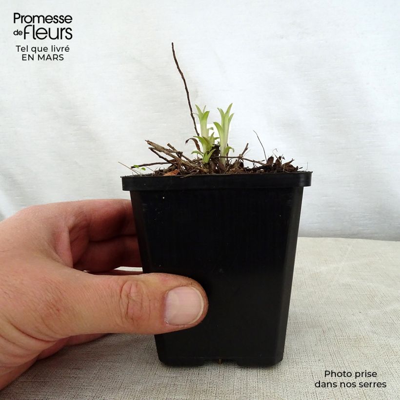 Inula ensifolia - Enula assottigliata Vasetto da 8/9 cm esemplare consegnato in primavera