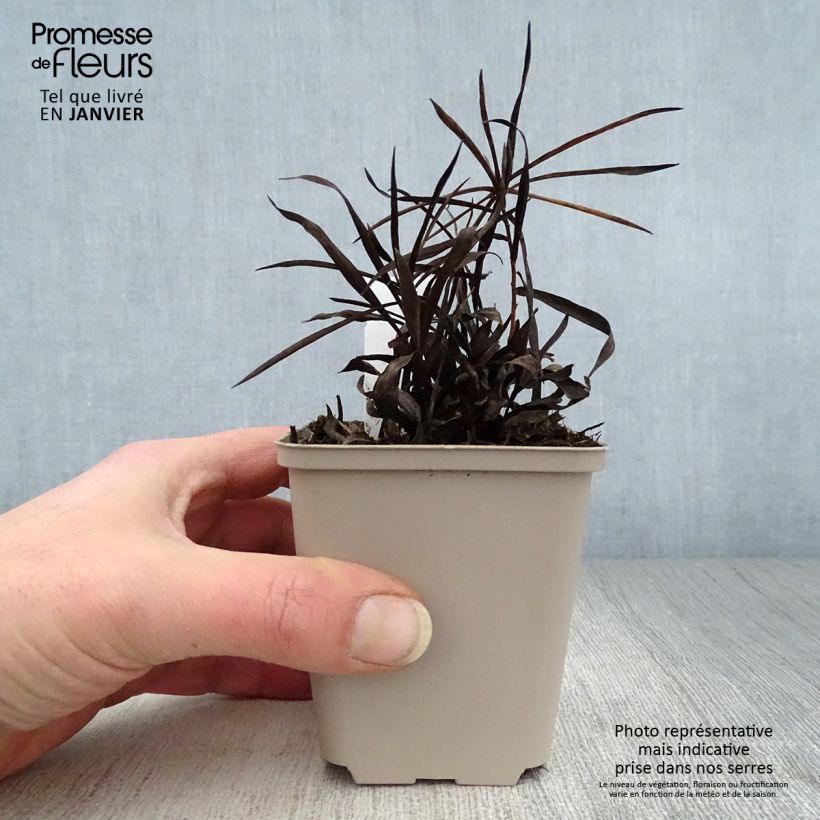 Inula ensifolia - Enula assottigliata Vasetto da 8/9 cm esemplare consegnato in inverno