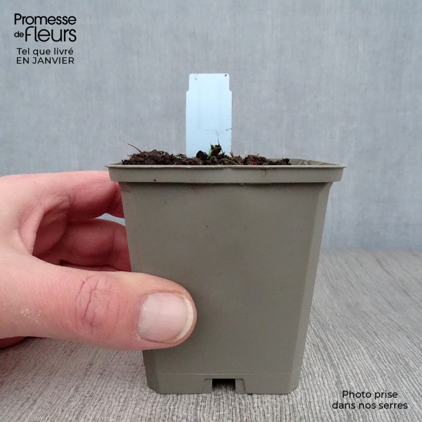 Inula helenium - Enula campana Vasetto da 8/9 cm esemplare consegnato in inverno