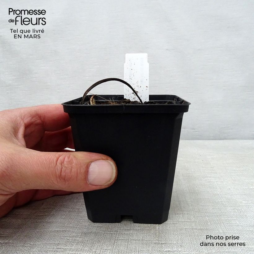 Inula magnifica - Enula Vasetto da 8/9 cm esemplare consegnato in primavera