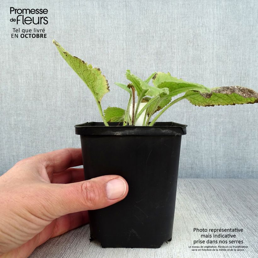 Esemplare di Inula magnifica - Enula Vasetto da 8/9 cm come consegnato in autunno