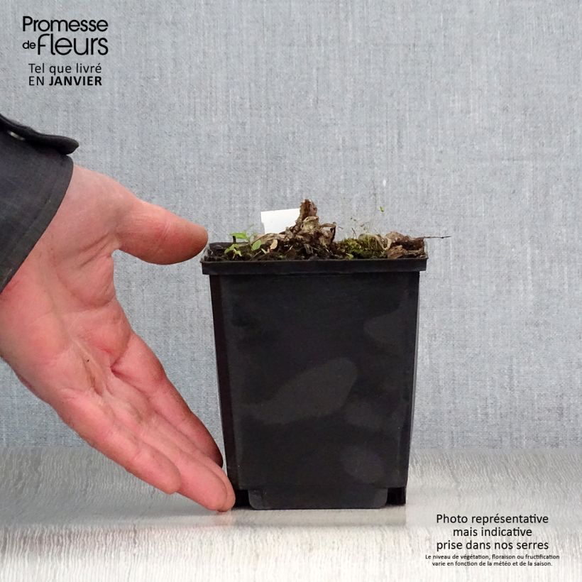 Inula magnifica - Enula Vasetto da 8/9 cm esemplare consegnato in inverno