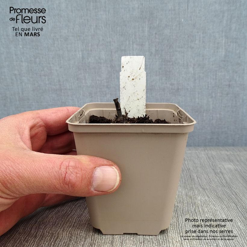 Inula orientalis - Enula Vasetto da 8/9 cm esemplare consegnato in inverno