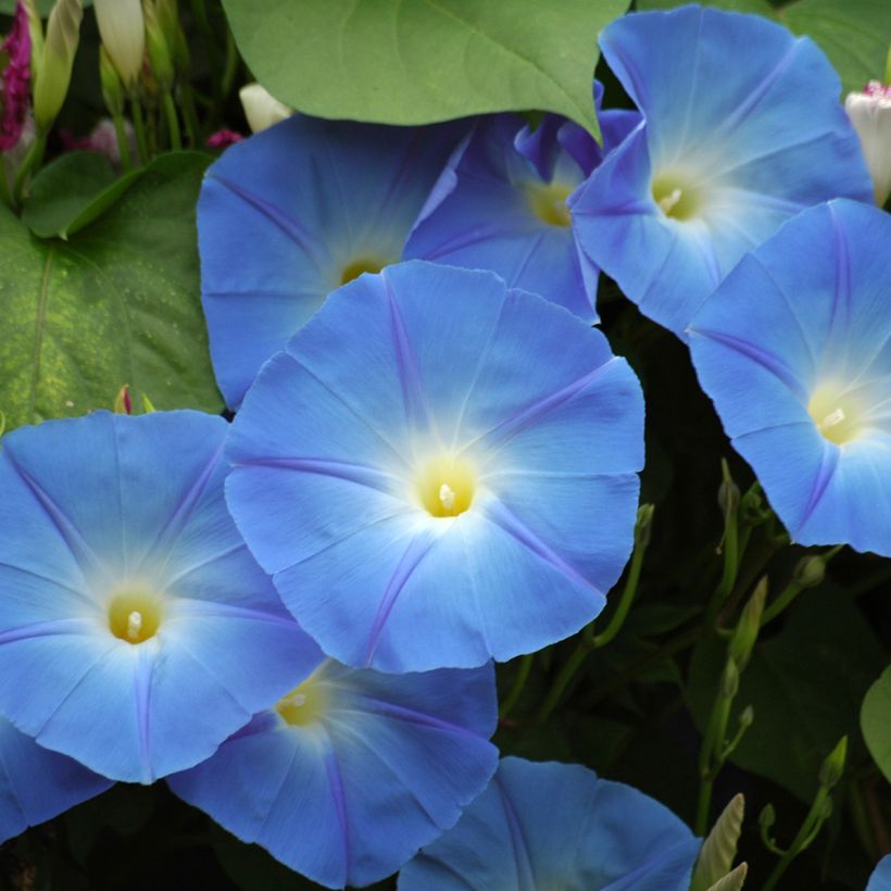 Ipomoea tricolor Heavenly Blue - Campanella tricolore (Fioritura)