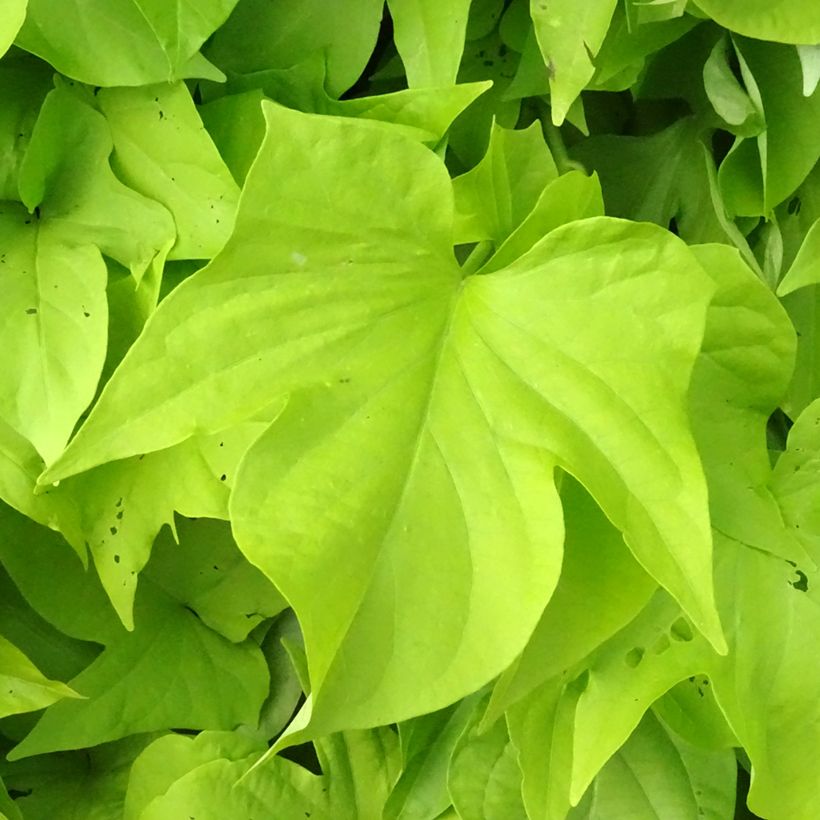 Ipomoea batatas Sweet Caroline Light Green - Patata dolce (Fogliame)