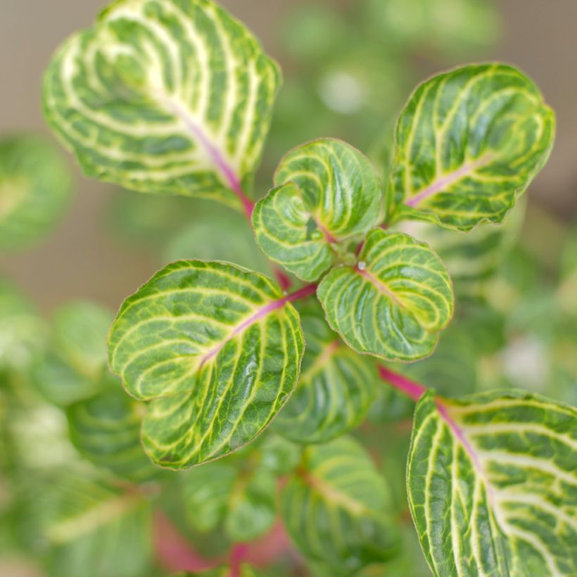 Iresine herbstii (Fogliame)