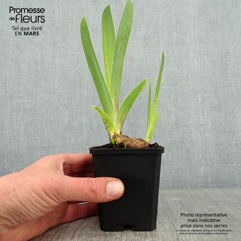 Iris germanica So beau - Giaggiolo paonazzo Vasetto da 8/9 cm esemplare consegnato in inverno