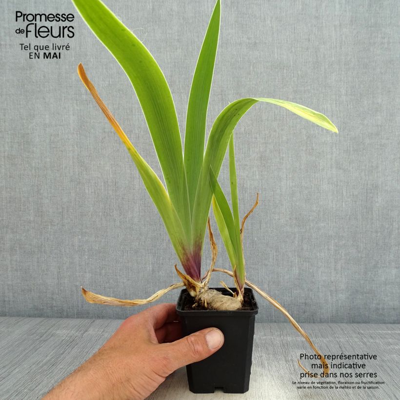 Iris germanica So beau - Giaggiolo paonazzo Vasetto da 8/9 cm esemplare consegnato in primavera